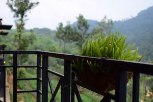 A metal balcony railing with a planter box attached, filled with lush green fern leaves. In the background, there is a blurred view of a forested hillside and trees, suggesting a natural, outdoor setting.