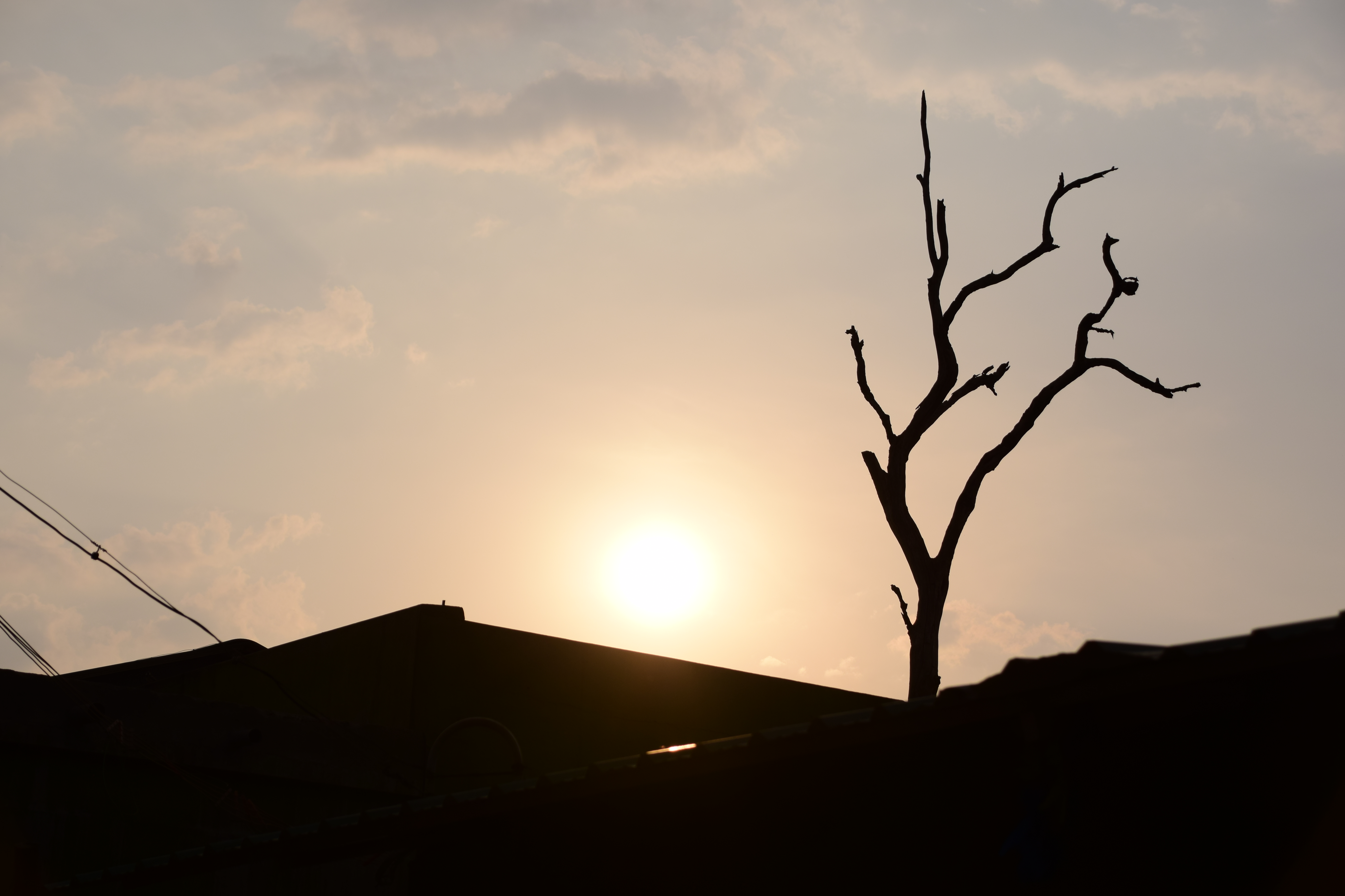 Silhouette of a leafless tree against a setting sun, with the outlines of buildings and power lines in the foreground. The sky is softly lit with a warm hue.