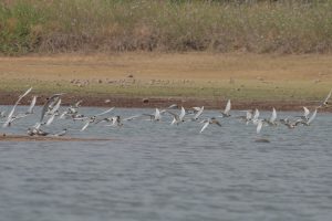 A flock of River Tern birds with white bodies and black-tipped wings flying low over a body of water, with a grassy, earthy shoreline in the background.