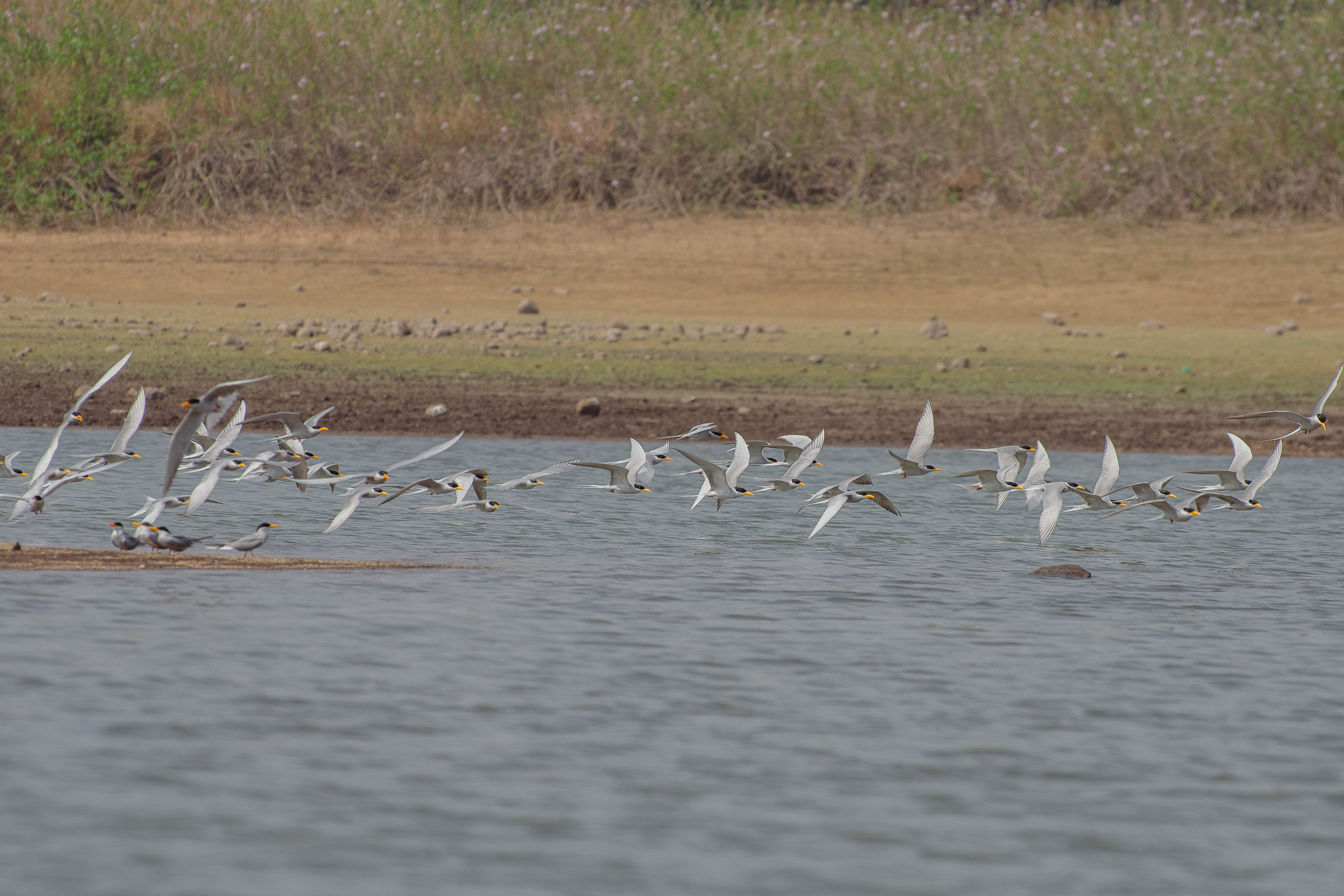 A flock of River Tern birds with white bodies and black-tipped wings flying low over a body of water, with a grassy, earthy shoreline in the background.