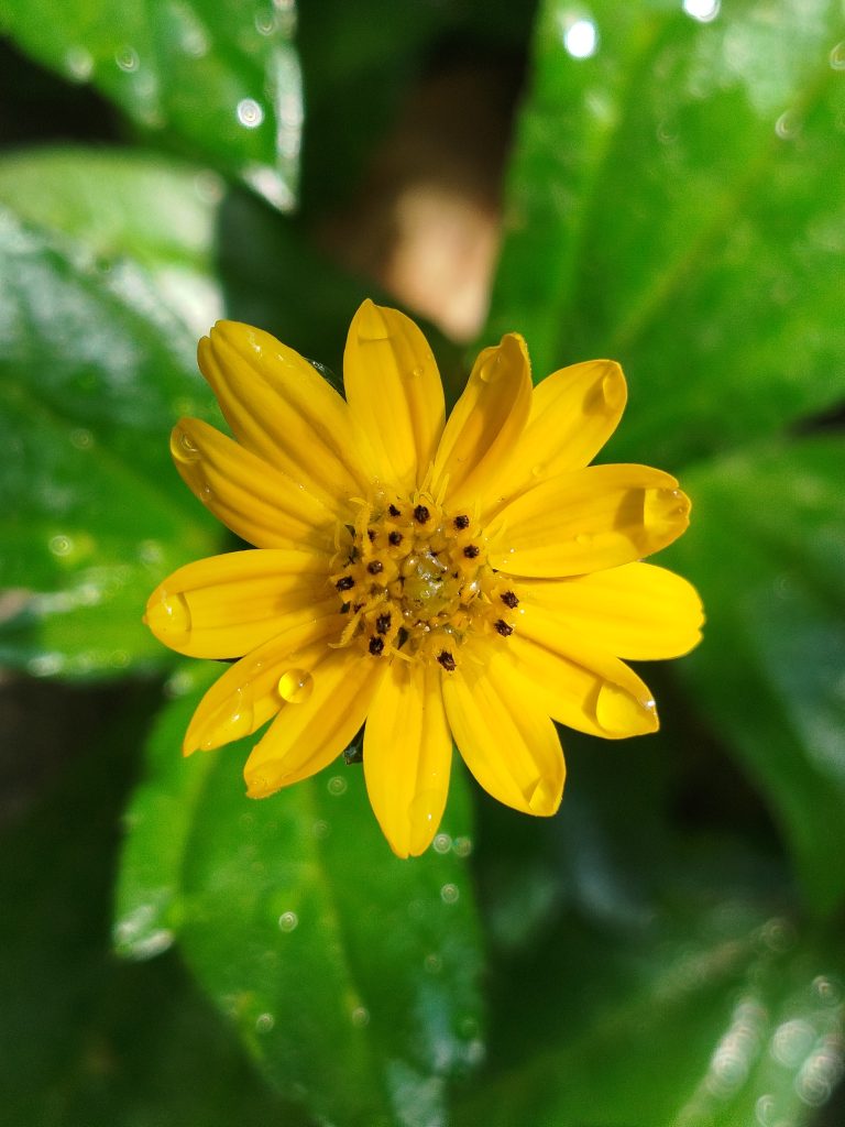 Close-up of a bright yellow daisy flower with water droplets on it’s petals, on a background of lush green leaves.