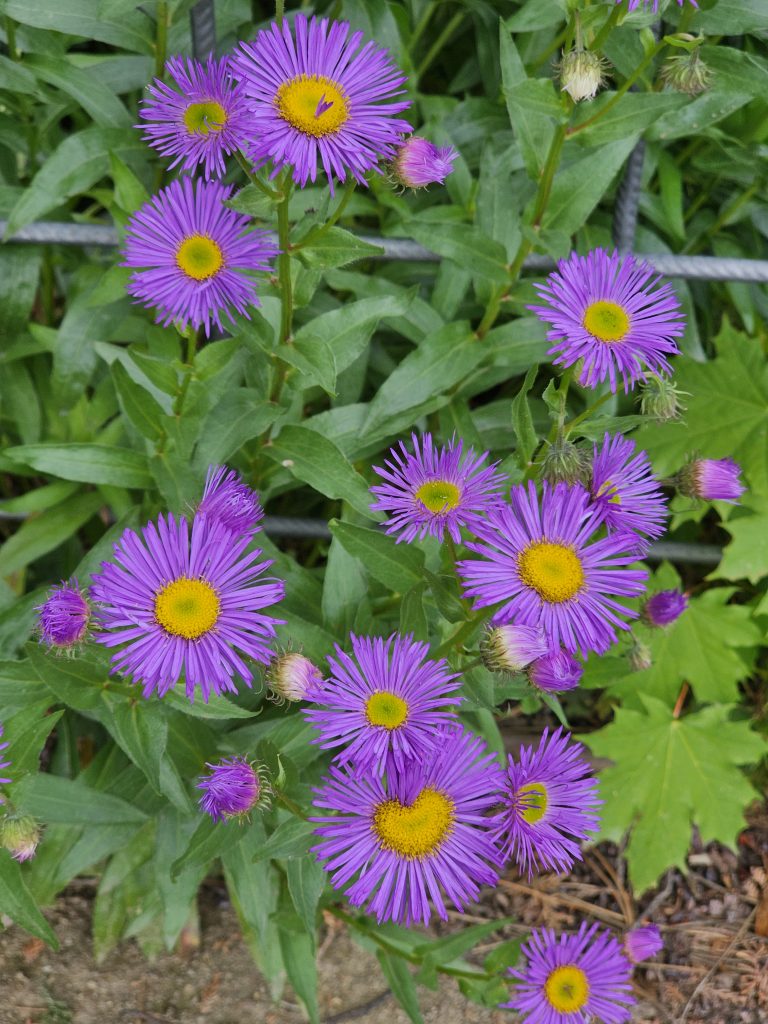 A cluster of Erigeron Dunkelste Aller flowers, also known as Alpine Aster, with vibrant purple petals and yellow centers, surrounded by green leaves. Some flowers are in full bloom, while others are still buds, from the garden of Vy?ehrad Castle in Prague.