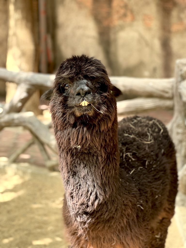 A close-up photo of a dark brown alpaca with a fluffy coat and slightly open mouth, showing its teeth. The background is blurred, featuring wooden fences and a shaded area.