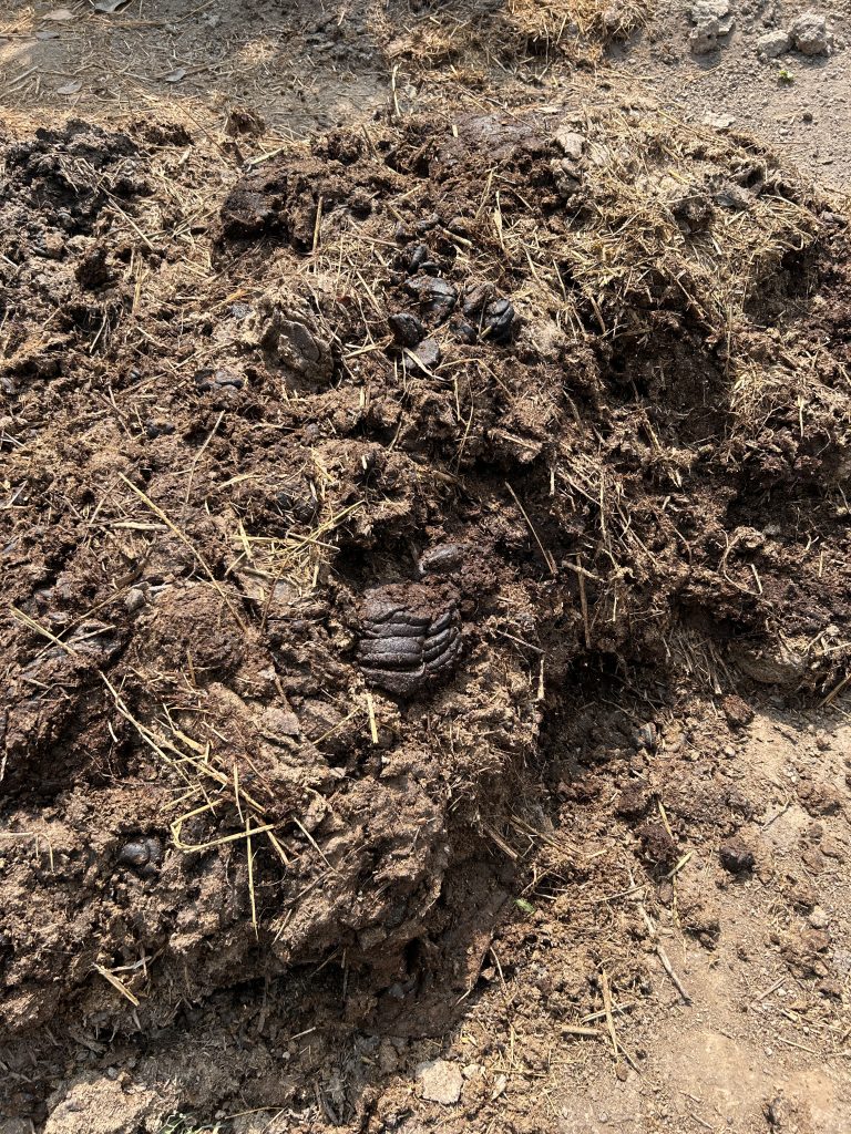 A close-up of a pile of manure mixed with straw and dirt, set on a dry, earthy surface.