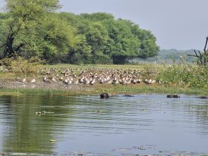 A large flock of geese gathered on the shore of Thol Lake with buffalos swimming in the water. Captured from Thol Lake Sanctuary, Ahmedabad, Gujarat. 