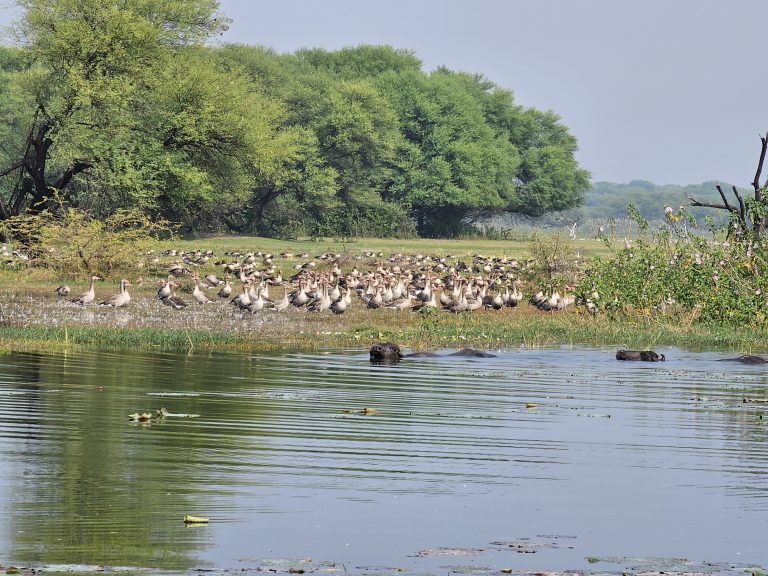 A large flock of geese gathered on the shore of Thol Lake with buffalos swimming in the water. Captured from Thol Lake Sanctuary, Ahmedabad, Gujarat.