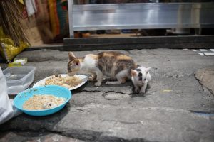 在马尼拉的人行道上，一只花布猫和一只小猫，猫正在吃一个白色盘子里的米饭，旁边还有一碗蓝色的米饭和一桶水。
