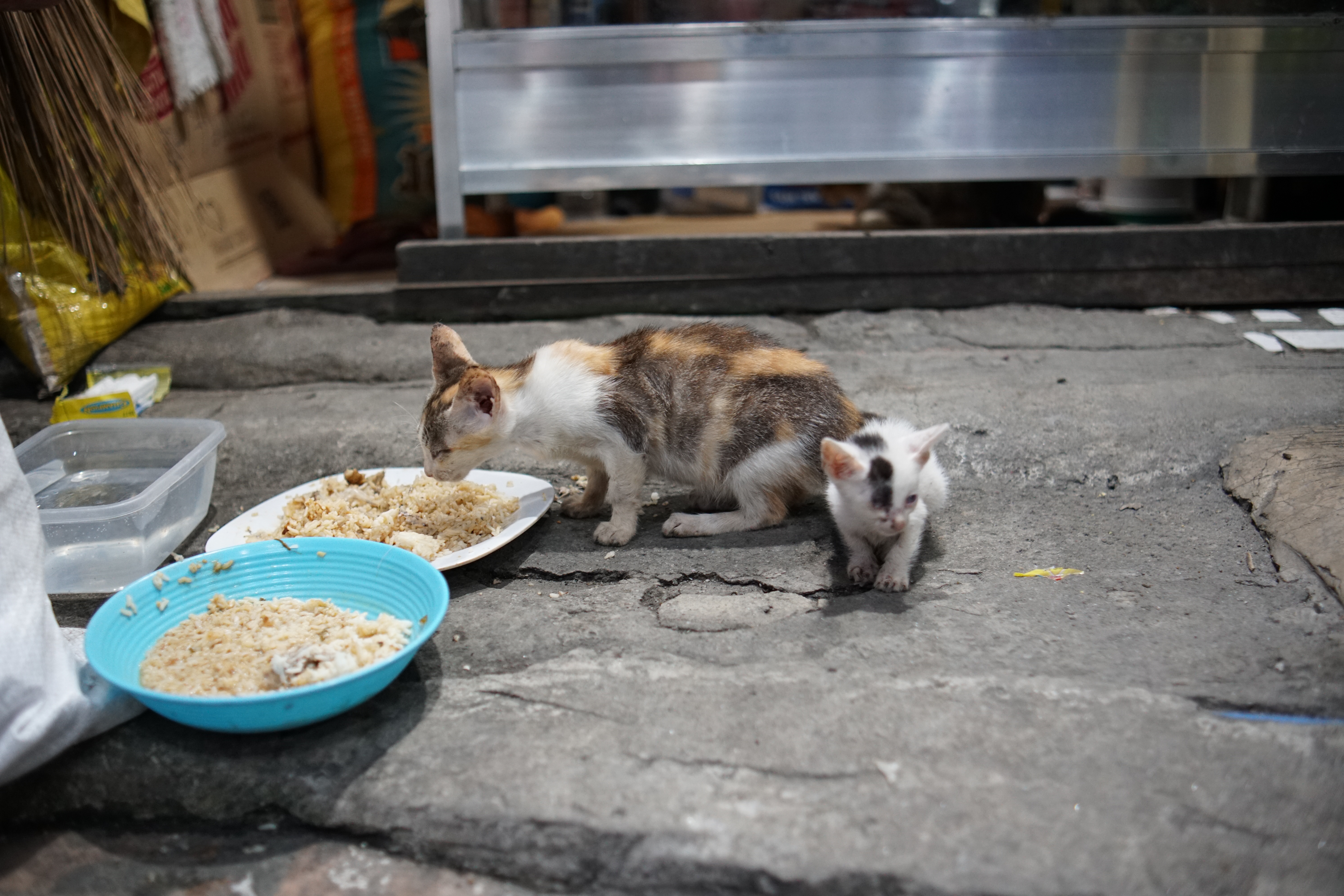 A calico cat and a small kitten on a sidewalk in Manila, with the cat eating from a white plate with rice, and a blue bowl of rice and a container of water nearby.