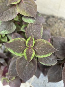 A close-up of a plant with dark green and purple leaves, featuring serrated edges and a center highlighted with vibrant green.