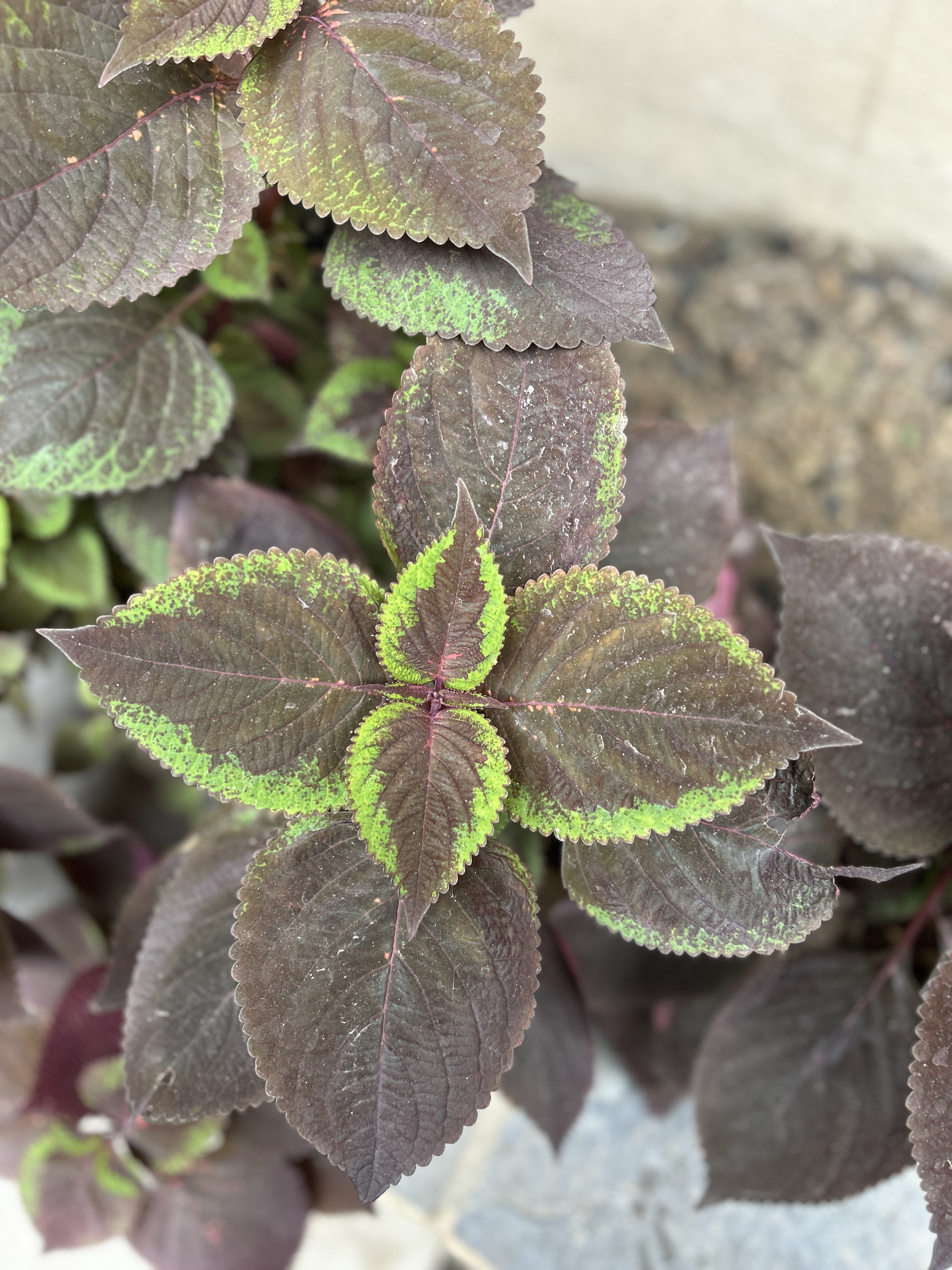 A close-up of a plant with dark green and purple leaves, featuring serrated edges and a center highlighted with vibrant green.