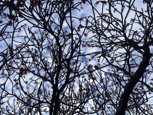 A beautiful view of intertwining frangipani tree branches with sparse pink flowers against a partly cloudy sky. 