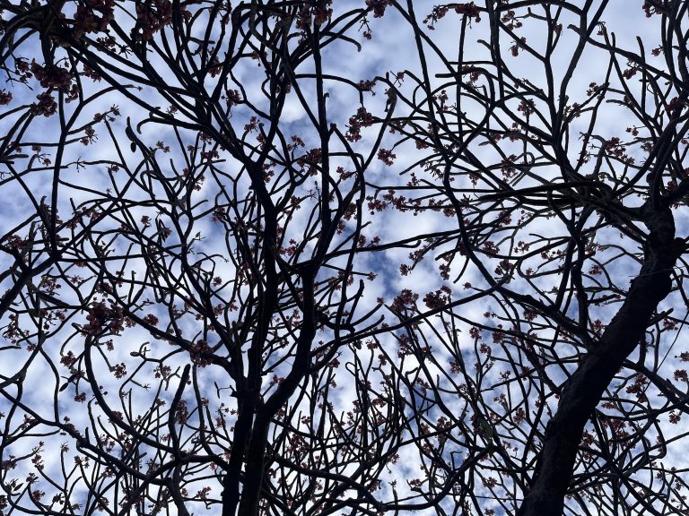 A beautiful view of intertwining frangipani tree branches with sparse pink flowers against a partly cloudy sky.