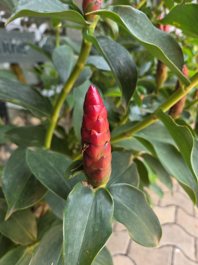 A close-up of a red, conical flower bud surrounded by dark green leaves. The plant is outdoors with a blurred background of additional foliage.