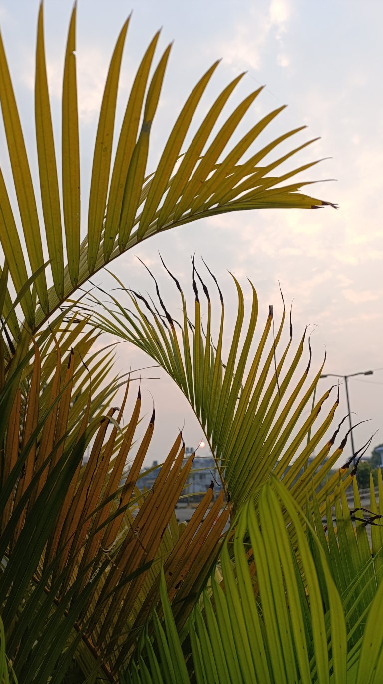 Tall, green palm leaves with pointed tips are in the foreground, with a soft, hazy sky and a distant horizon visible in the background at sunrise.