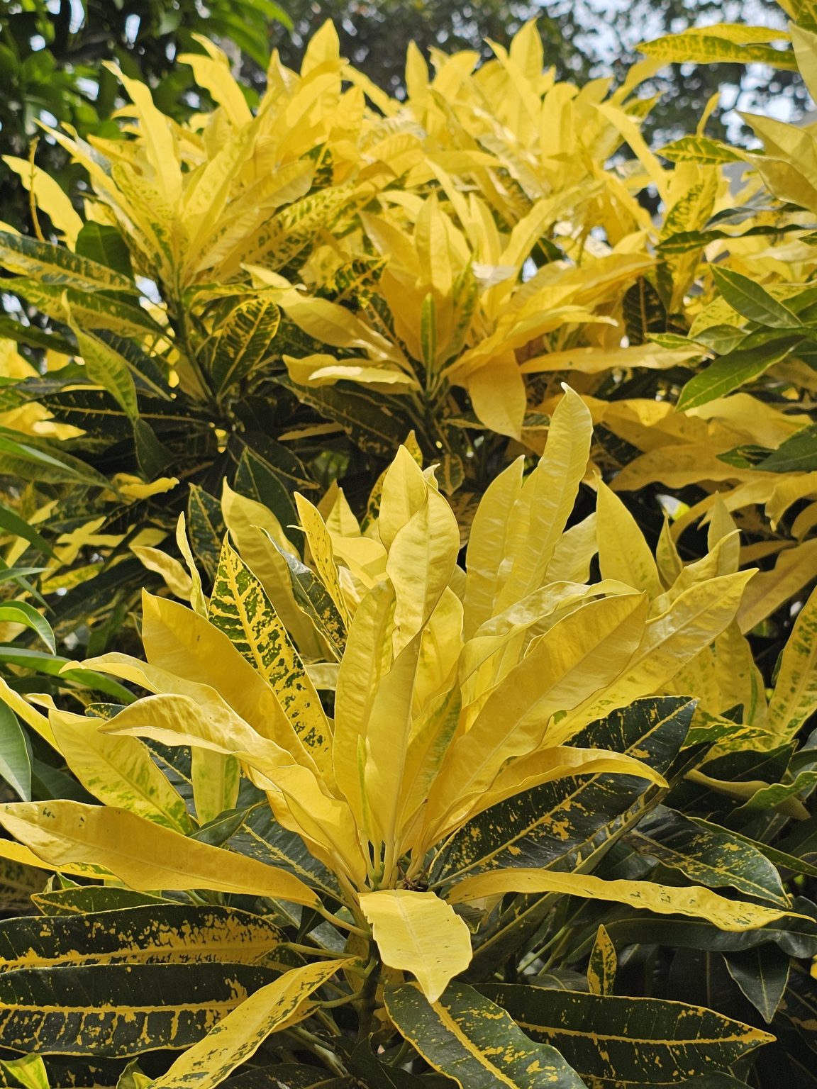A close-up of a vibrant Codiaeum variegatum, commonly known as a Croton plant, showcasing its striking yellow and green foliage. The leaves are predominantly bright yellow with dark green veins and edges. Captured from Kozhikode, Kerala.