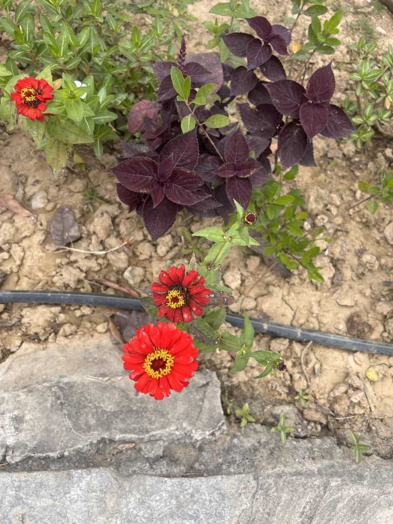 Vibrant red flowers with yellow centers grow near purple leaves and green foliage in a garden.