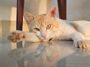 Cat laying on the floor