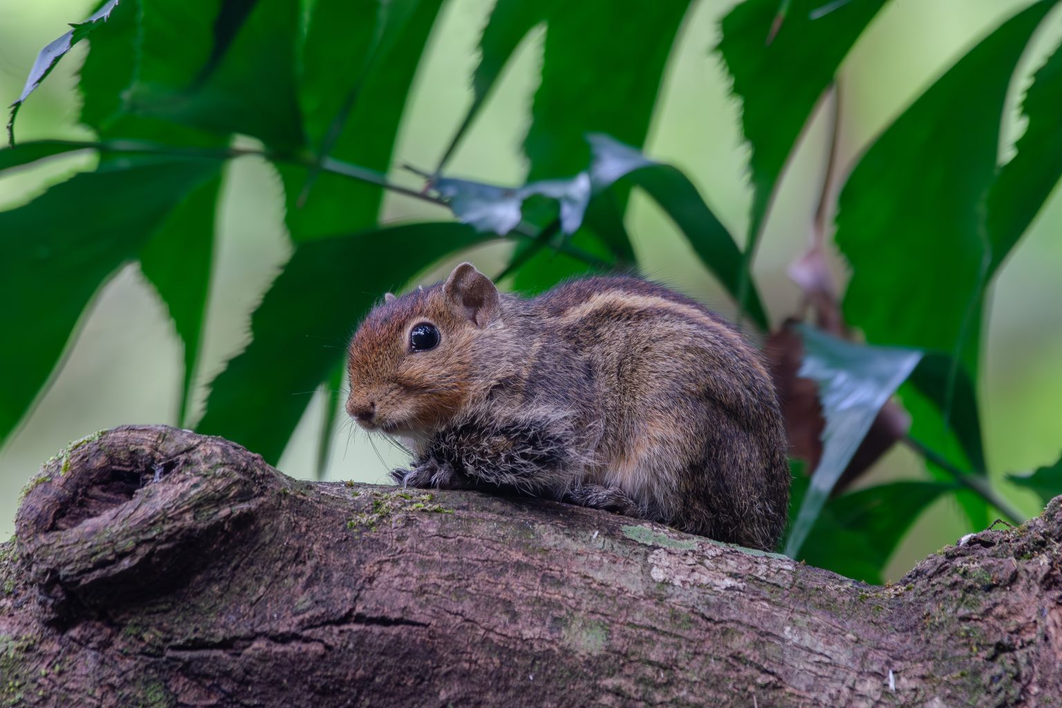 A small, striped squirrel with brown and tan fur sits on a mossy tree branch, appearing alert. Lush green leaves in the background create a natural forest setting.