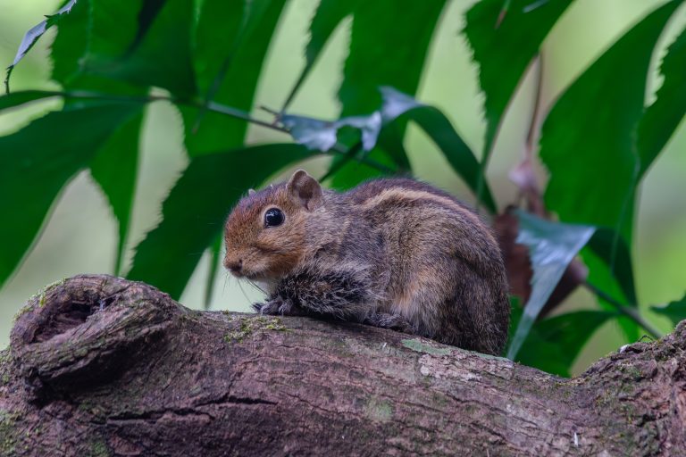A small, striped squirrel with brown and tan fur sits on a mossy tree branch, appearing alert. Lush green leaves in the background create a natural forest setting.