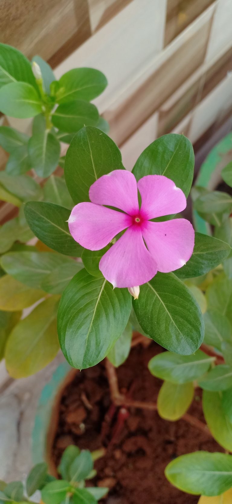 A close-up image of a pink periwinkle flower with five petals and a small white center. The flower is surrounded by glossy green leaves, and the plant is in a pot with soil, positioned near a tiled wall.