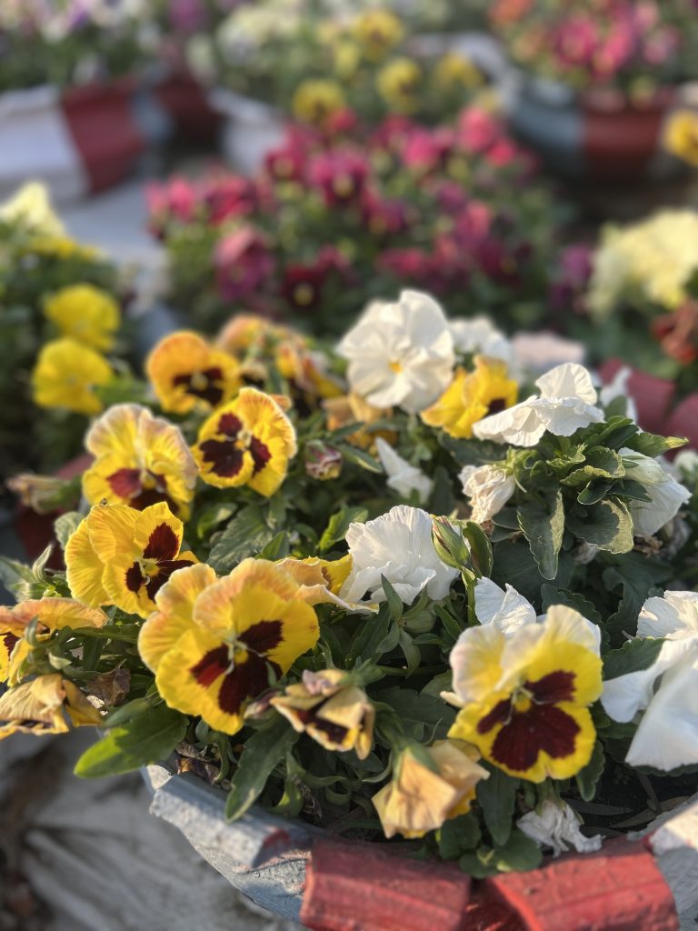 A close-up image of a flower pot filled with vibrant pansies, featuring yellow and white blooms with maroon centers. The background displays more flower pots with blurred, colorful flowers.