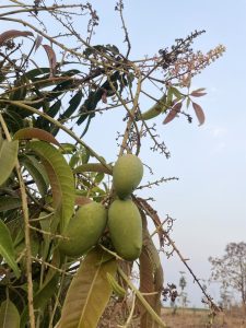 A close-up of a mango tree with three unripe green mangoes hanging from a branch. The tree has a mix of green and brown leaves, with some dried flower stems, set against a pale blue sky and a distant rural landscape.

