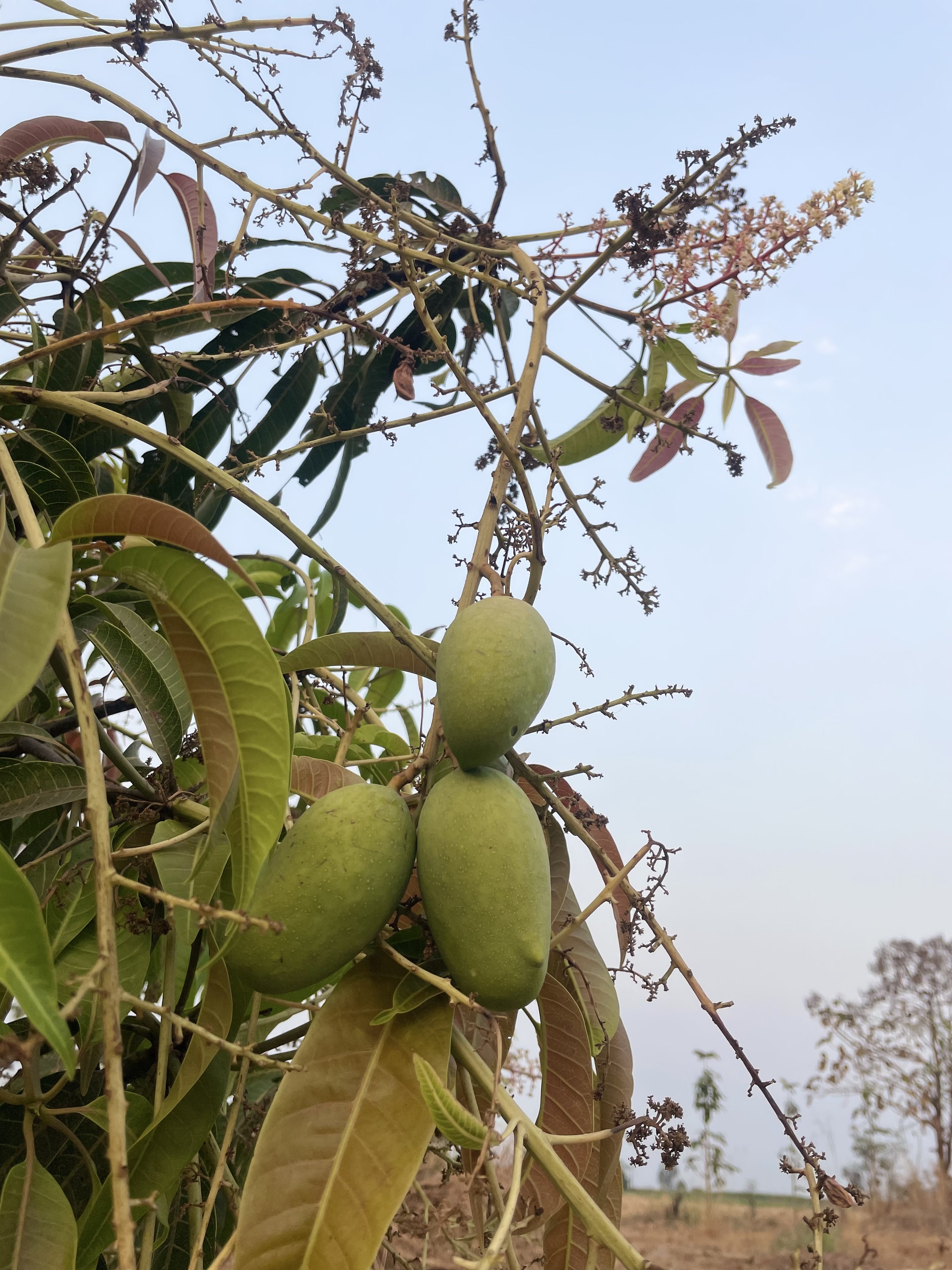 A close-up of a mango tree with three unripe green mangoes hanging from a branch. The tree has a mix of green and brown leaves, with some dried flower stems, set against a pale blue sky and a distant rural landscape.