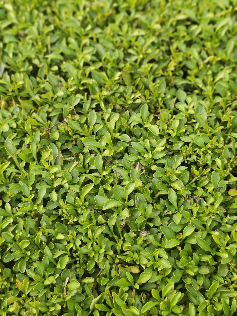 A close-up view of a dense, vibrant green bush, possibly Chinese Box (Buxus sinica). The leaves are small, oval-shaped, and tightly packed, creating a lush, textured appearance. It was captured from an amusement park in Kozhikode, Kerala.