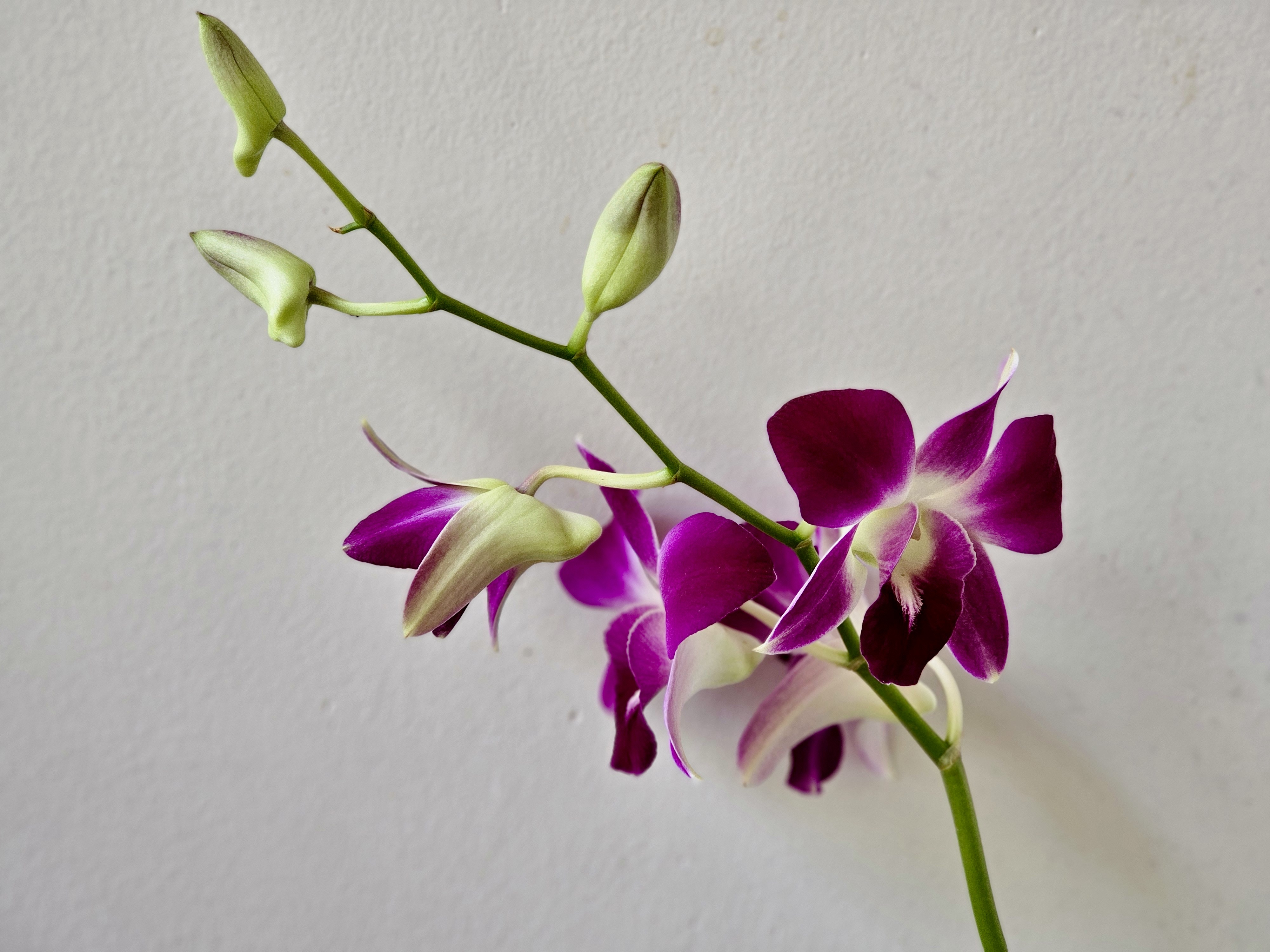 A stem of Dendrobium orchids with purple and white flowers and several buds against a plain background.