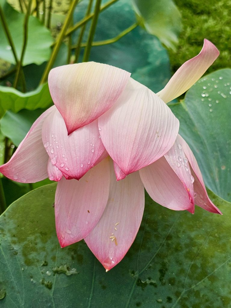 A close-up of a fallen pink lotus flower (Nelumbo nucifera) with water droplets on its petals, set against a backdrop of green foliage. From Malabar Botanical Garden, Kozhikode.