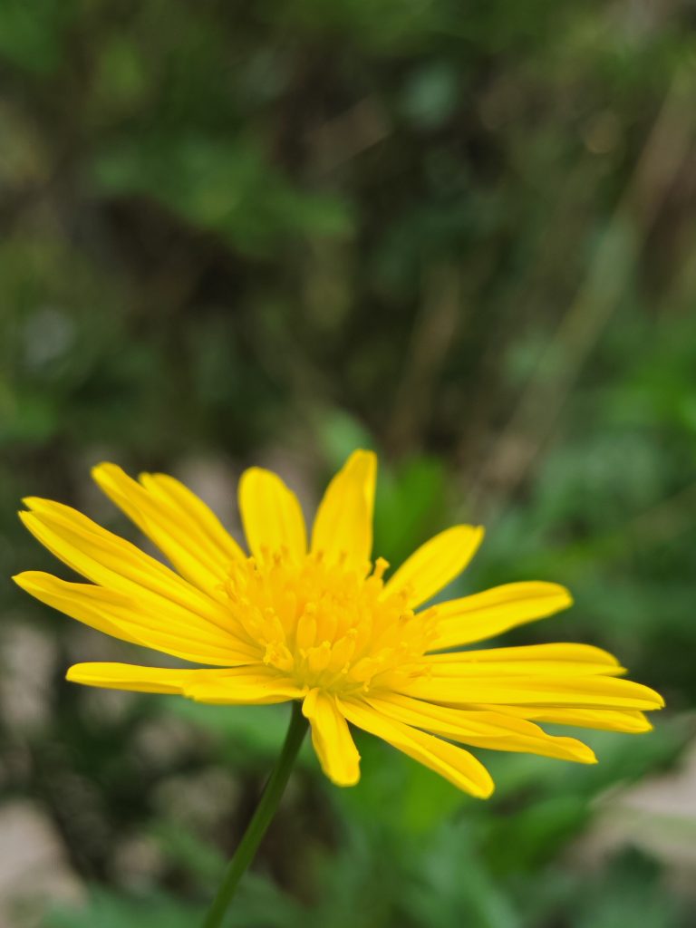 A close-up of a vibrant yellow flower with delicate petals and a blurred green background.