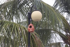 A street lamp with a round light fixture and a clay birdhouse hanging below it, surrounded by palm tree leaves.