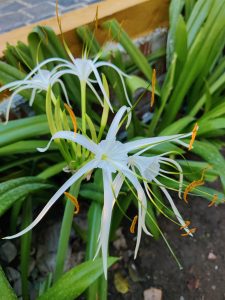 Elegant white spider lilies in full bloom, adding a touch of grace to the garden.