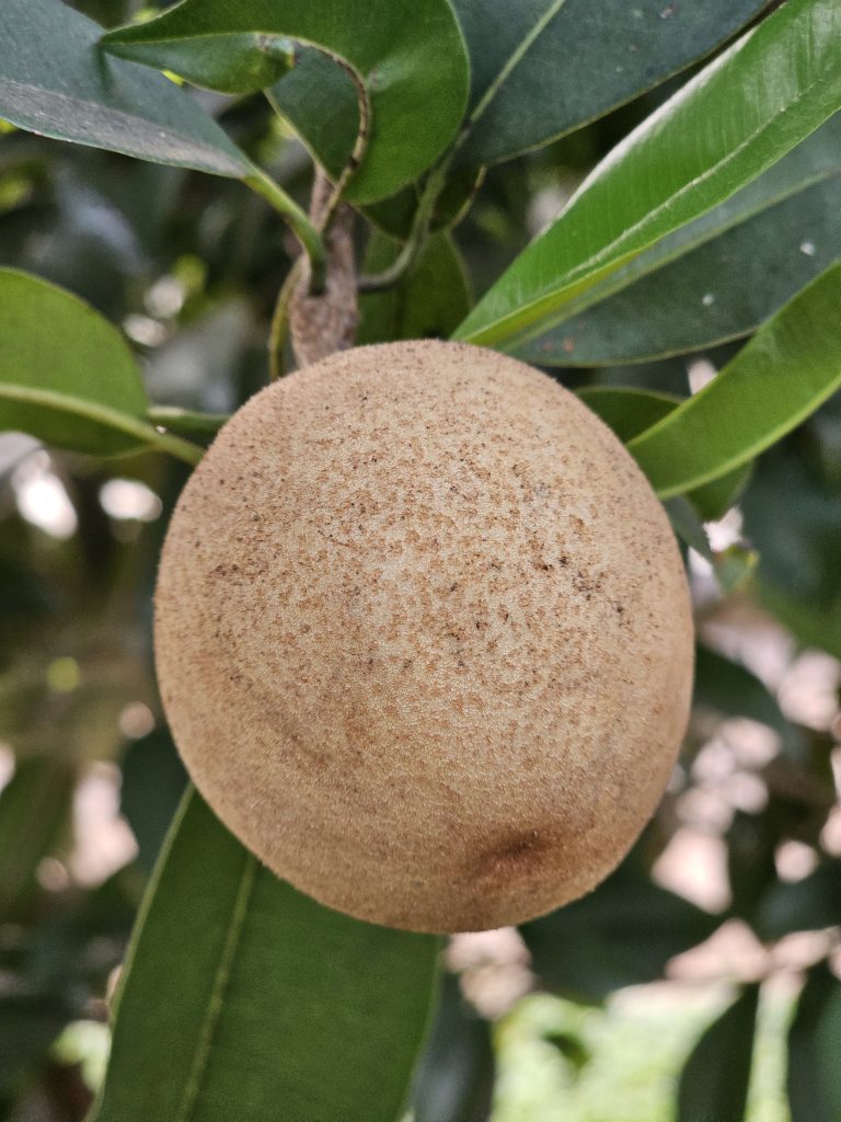 A sapodilla fruit, also known as chikoo, sapota, or sapote. It is a tropical fruit with fuzzy brown skin and a light brown hue, resembling a small potato or kiwi in shape. Captured from Kozhikode, Kerala.