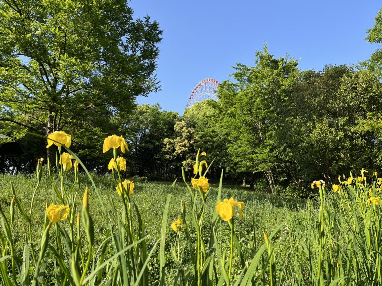 A scenic landscape featuring a field of yellow flowers in the foreground, surrounded by lush green trees. In the background, a Ferris wheel partially visible above the treeline under a clear blue sky.