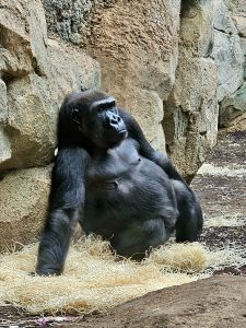 A gorilla sitting against a rocky wall on a bed of straw. From Frankfurt Zoo 