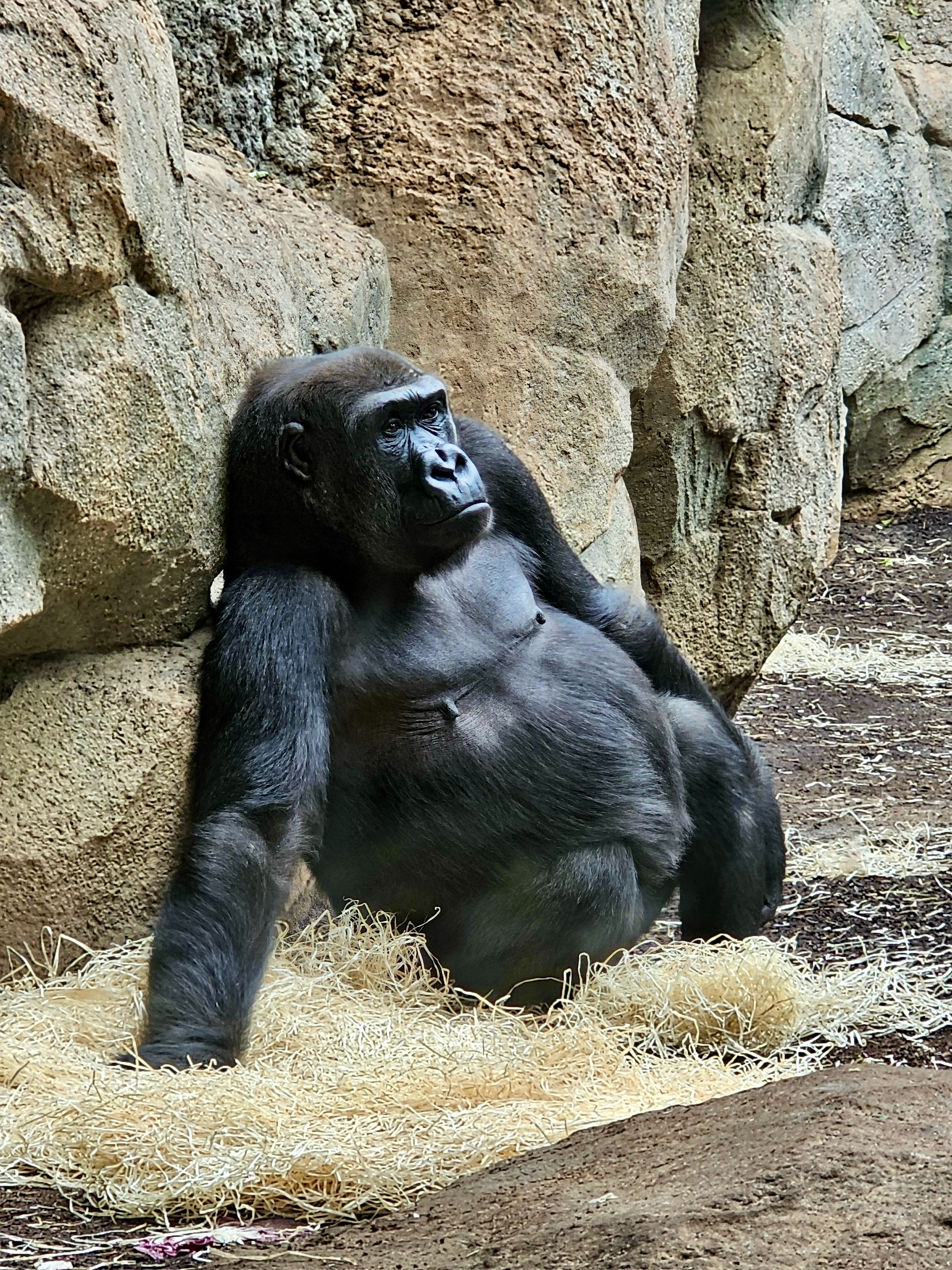 A gorilla sitting against a rocky wall on a bed of straw. From Frankfurt Zoo