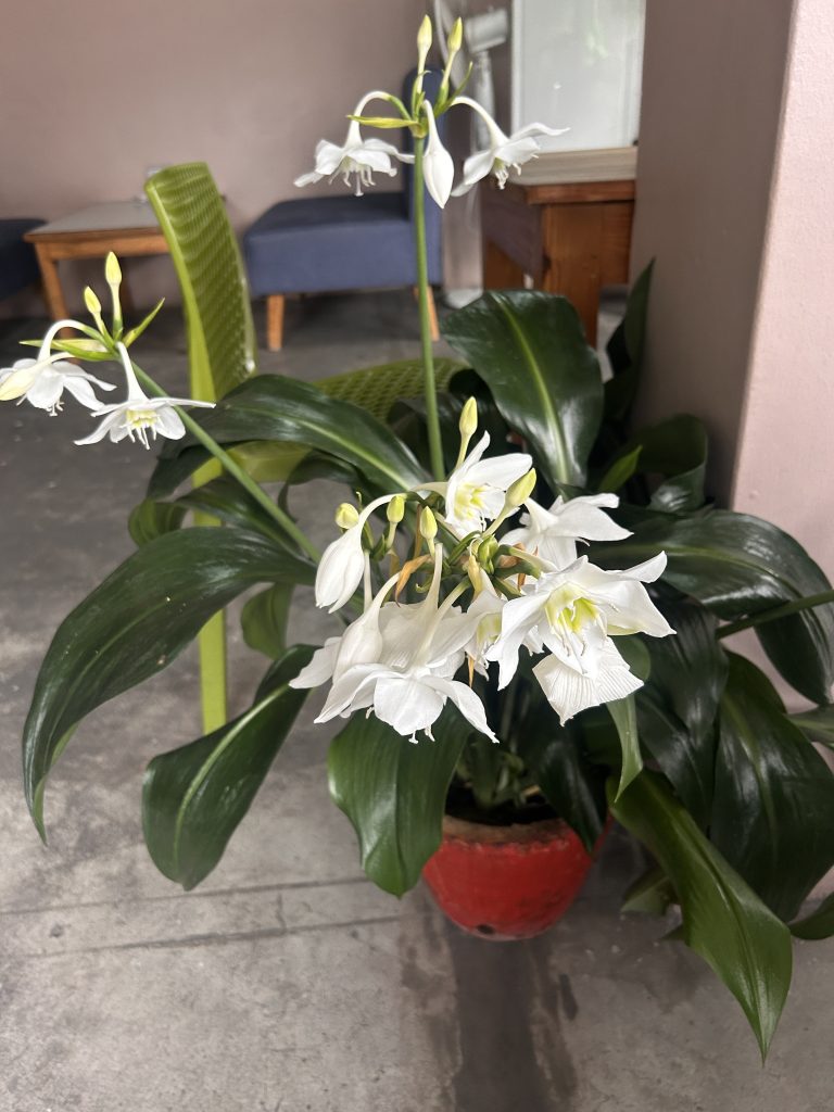 A potted plant with large green leaves and several white flowers with delicate petals, positioned indoors near furniture.