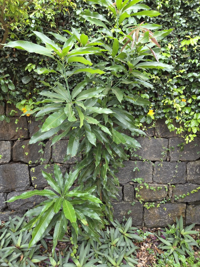 A green leafy mango tree growing in front of a stone wall with vines and other vegetation. The ground is covered with smaller leafy plants. The scene is lush and vibrant with greenery.