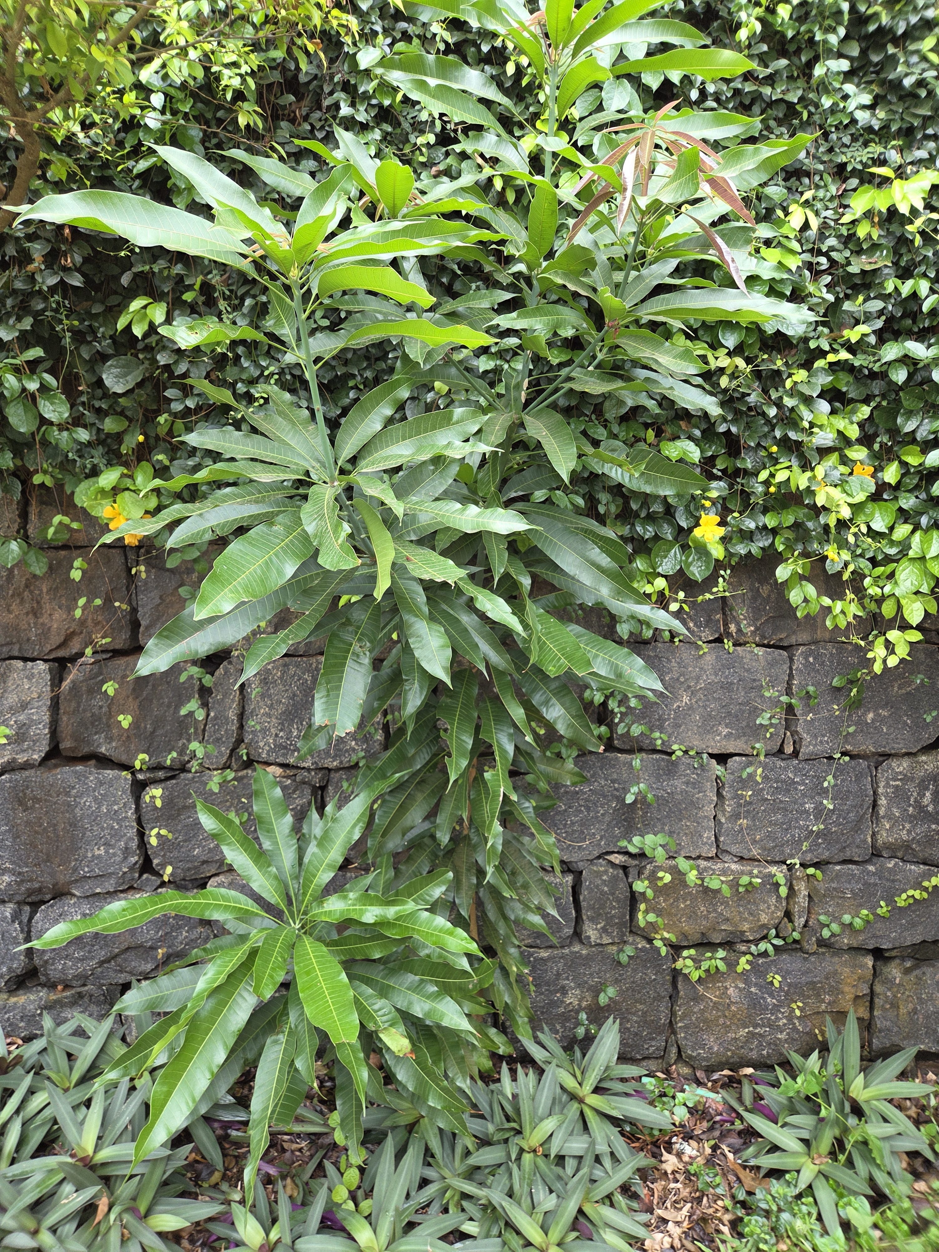 A green leafy mango tree growing in front of a stone wall with vines and other vegetation. The ground is covered with smaller leafy plants. The scene is lush and vibrant with greenery.