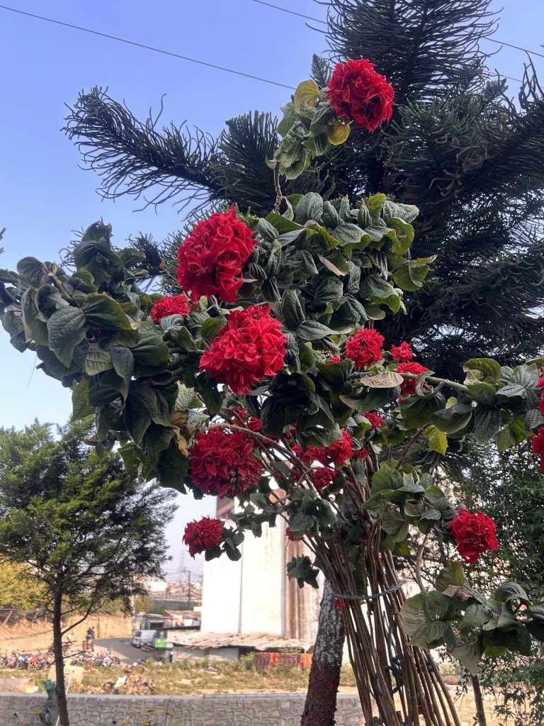 A cluster of vibrant red flowers with lush green leaves is in the foreground, set against a backdrop of trees, a stone wall, and a clear blue sky. In the distance, there is a building and several motorcycles parked, with a city landscape visible.