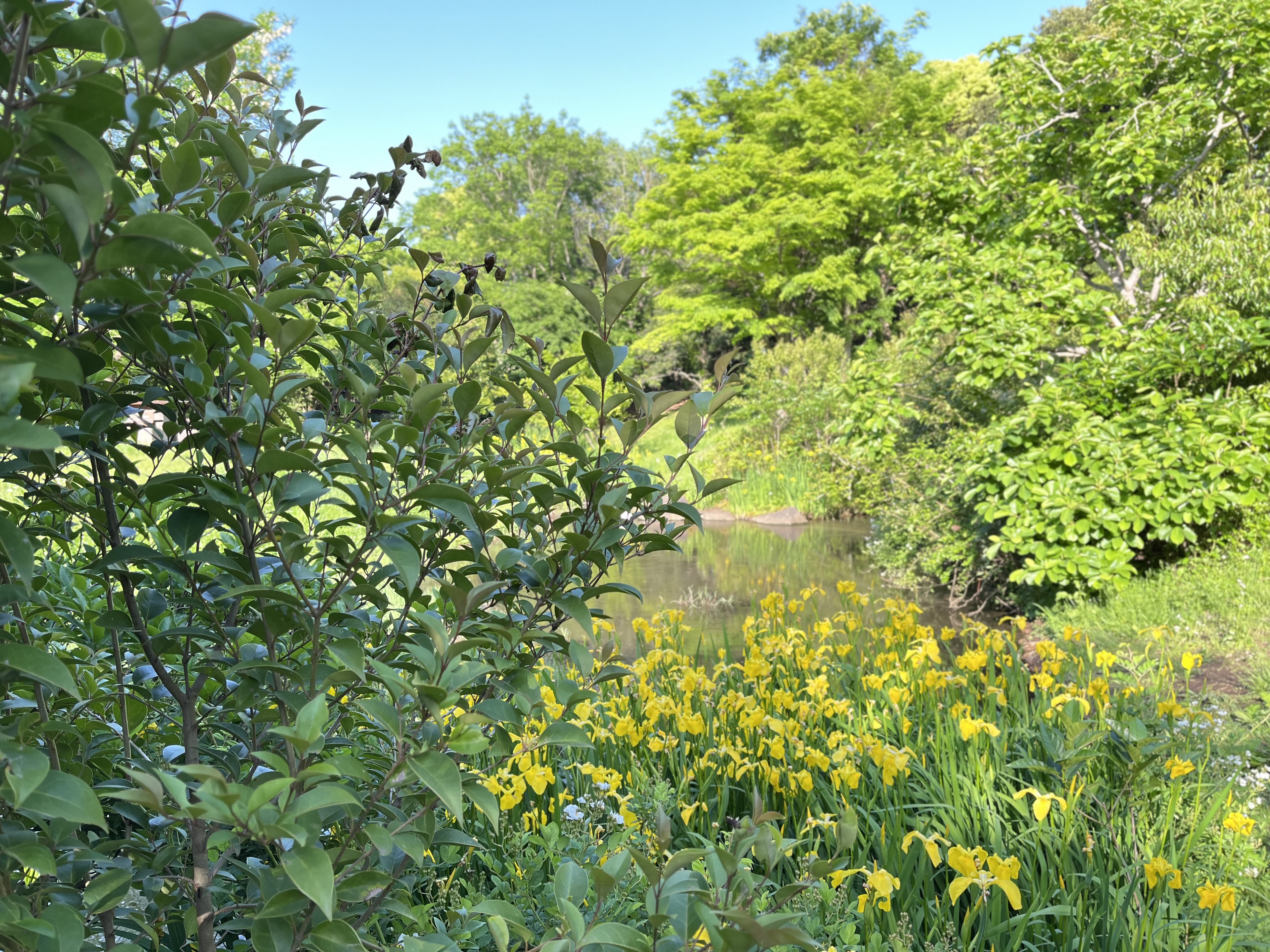 A lush garden with vibrant green foliage and yellow flowers, set beside a calm pond under a clear blue sky.