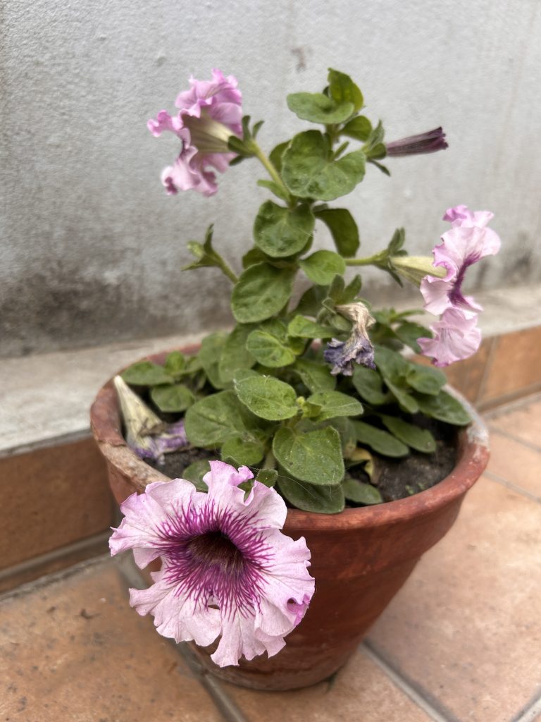 A terracotta pot with a flowering plant featuring pink flowers with deep purple centers and ruffled petals, placed on a tiled surface against a textured wall.