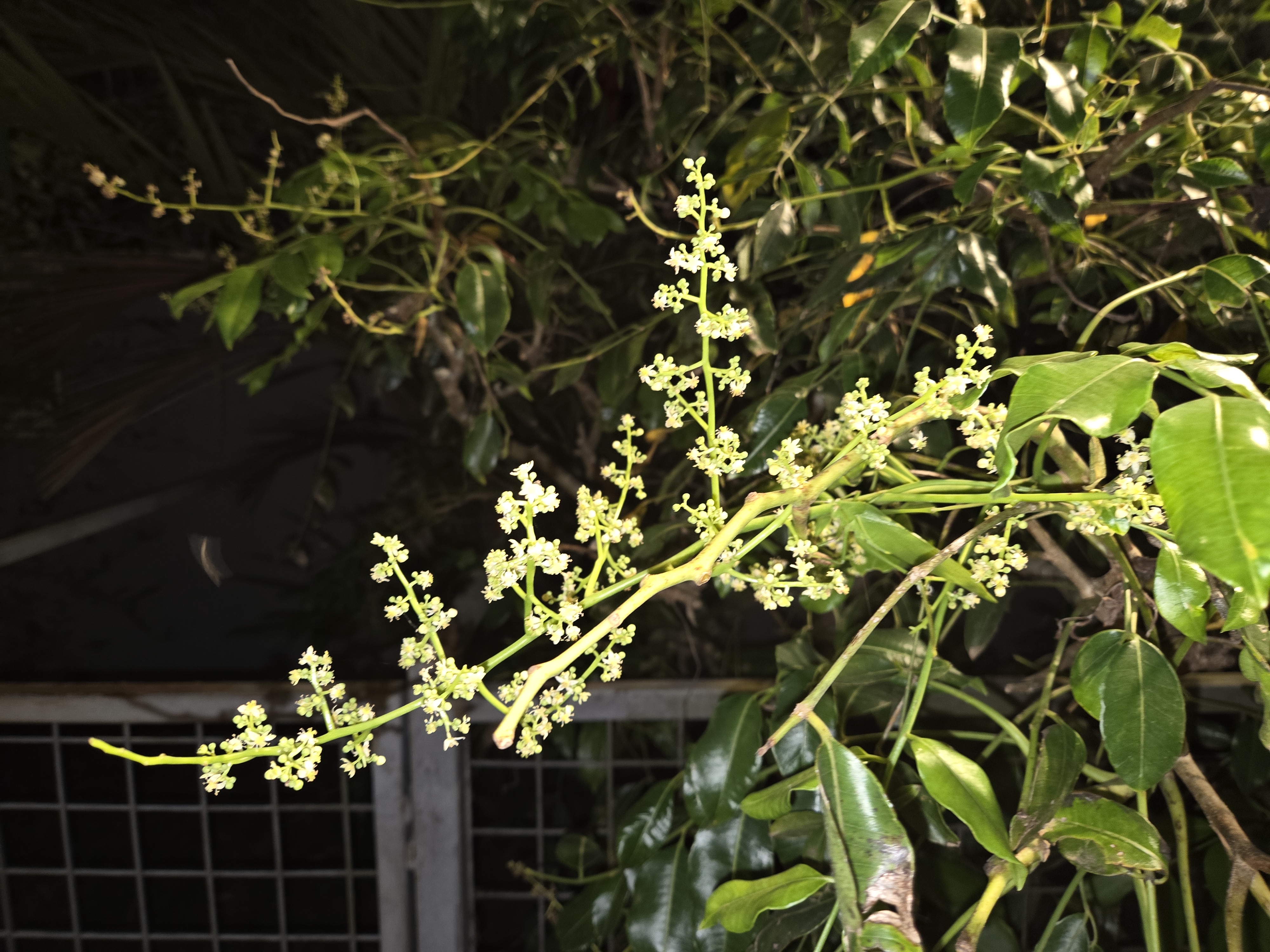 A close-up of a flowering branch with small white blossoms set against a background of dark green leaves. The scene appears to be outdoors at night, with partial illumination highlighting the flowers and leaves.