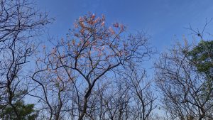 花开花落；开花；繁荣的；在活力、健康和美丽中茁壮成长。开花——花朵萌芽和开放的过程和时间。