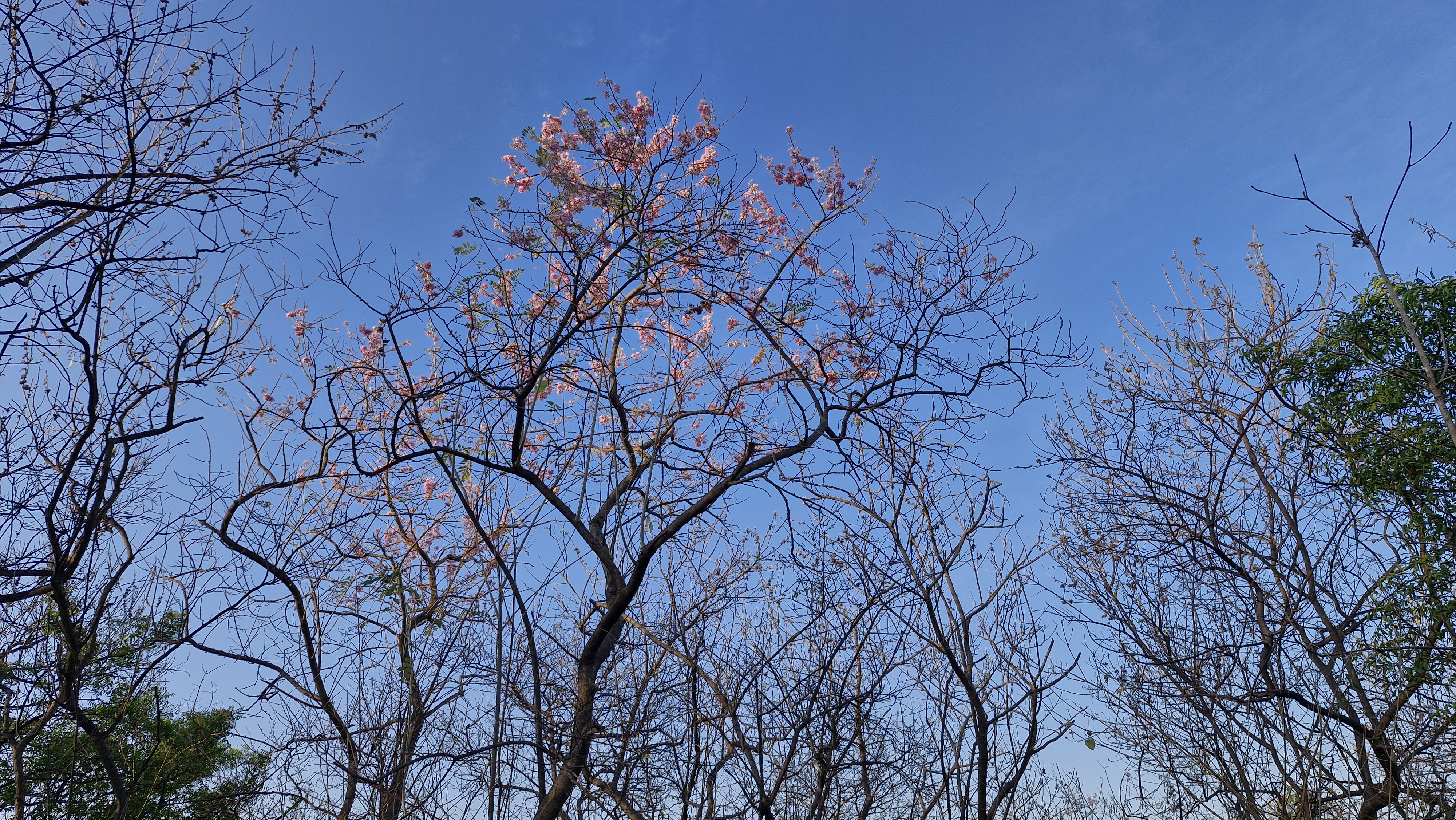 Blooming blossoming; flowering; flourishing; thriving in vigor, health and beauty. Blossoming the process and time of budding and unfolding of blossoms.