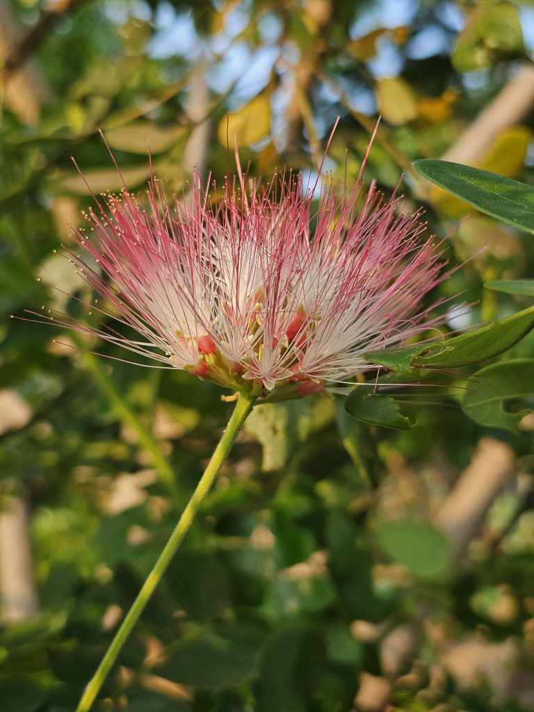 A close-up of an Albizia julibrissin flower, also known as the Persian silk tree or pink siris. The flower has a distinctive pom-pom shape with numerous pink and white stamens, set against a softly blurred background of green foliage and branches. Captured from Kozhikode, Kerala.