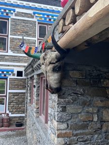 A yak head with large horns is mounted on the stone wall of a building. Colorful prayer flags are draped nearby, and a building with stone and decorative trim is visible in the background.