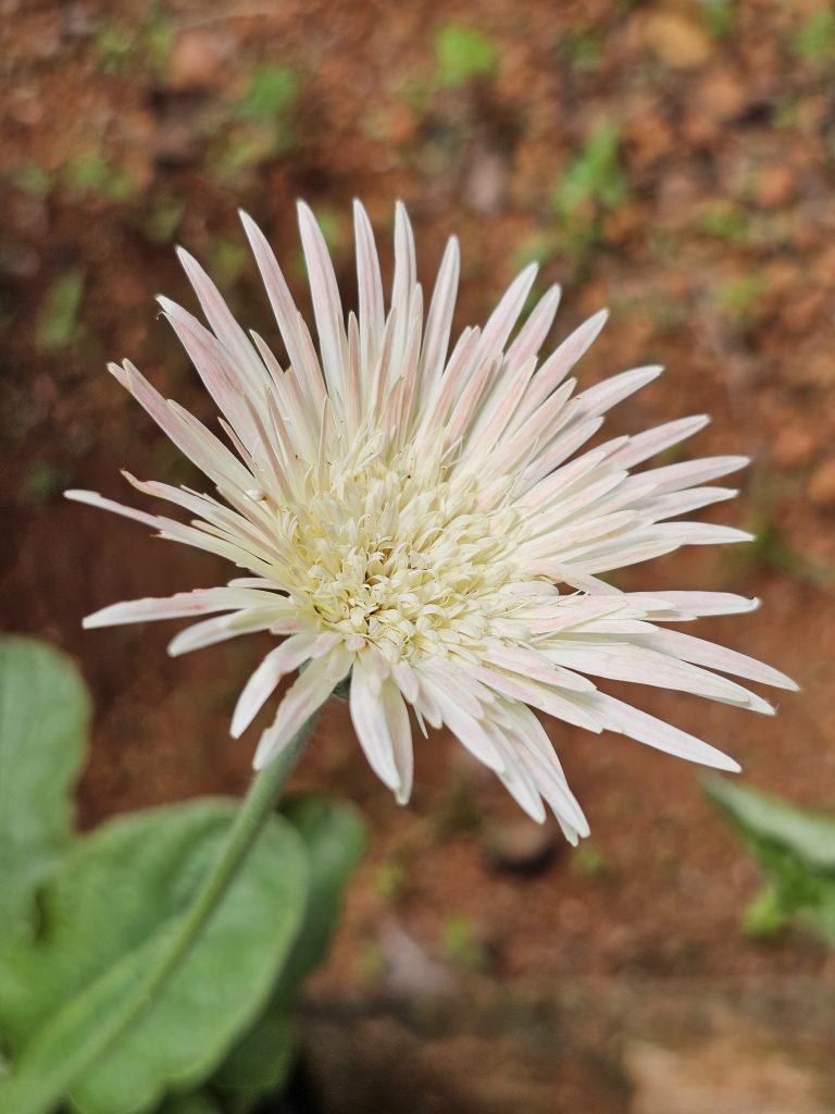 A close-up of a white Gerbera daisy with a pale yellow center. The flower’s petals are slender and pointed, and it is set against a blurred background of brown soil and green foliage. Captured from cousin’s garden in Kozhikode, Kerala.