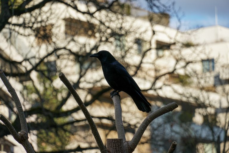 A black crow perched on the branch of a tree, with a blurred urban building in the background.